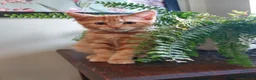 Mixed Breed cats for sale: Maine coon cross Ginger 12 week kittens male - Advert 13