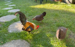 Chickens poultry for sale: Trio of Dutch Bantams  - Image 1