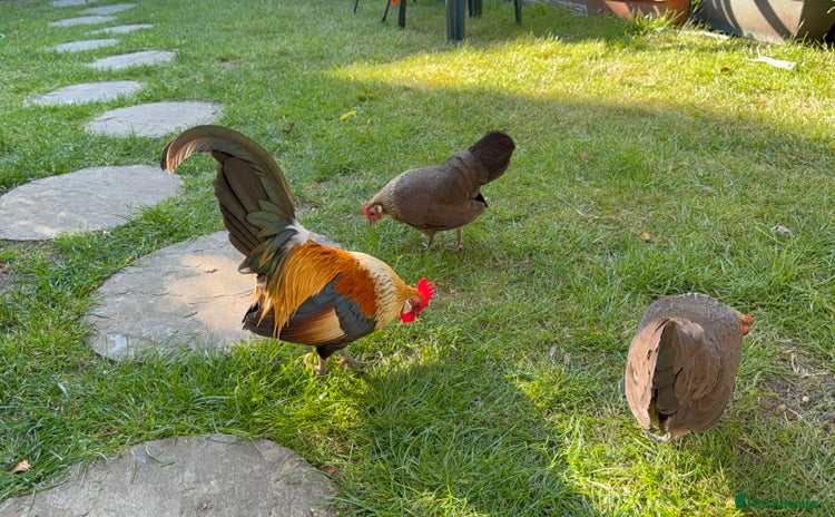 Chickens poultry - Advert 3