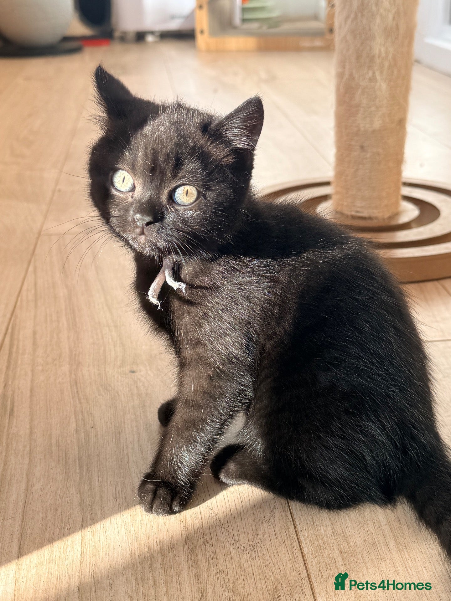 British Shorthair cats for sale:  🐱Last 2 dark kittens looking for loving homes - Advert 1