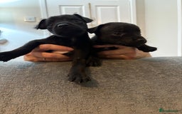 Patterdale Terrier dogs for sale: Patterdale pups for sale  - Image 3