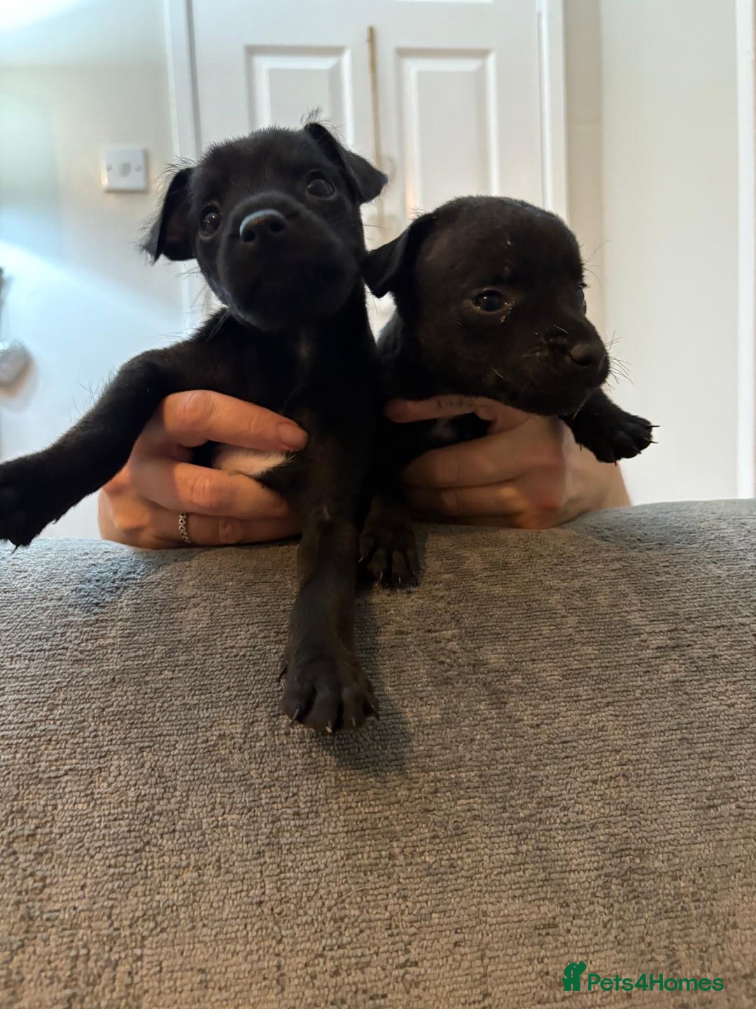 Patterdale Terrier dogs for sale: Patterdale pups for sale  - Image 3