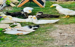 Ducks poultry for sale: Indian Runner Ducks - READY NOW 😊 - Image 4