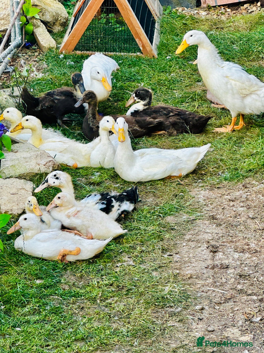 Ducks poultry for sale: Indian Runner Ducks - READY NOW 😊 - Image 4