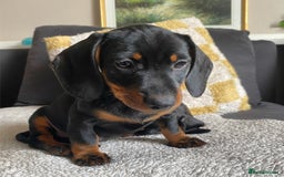 Miniature Dachshund dogs for sale: Four Miniature Dachshund Puppies - Image 1