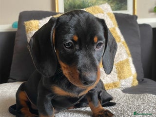 Miniature Dachshund dogs for sale - Advert 1