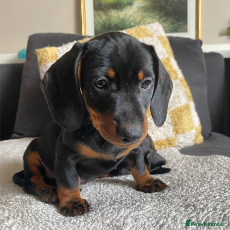 Miniature Dachshund dogs - Advert 11