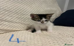 Mixed Breed cats for sale: 5 Beautiful kittens looking for homes - Image 7