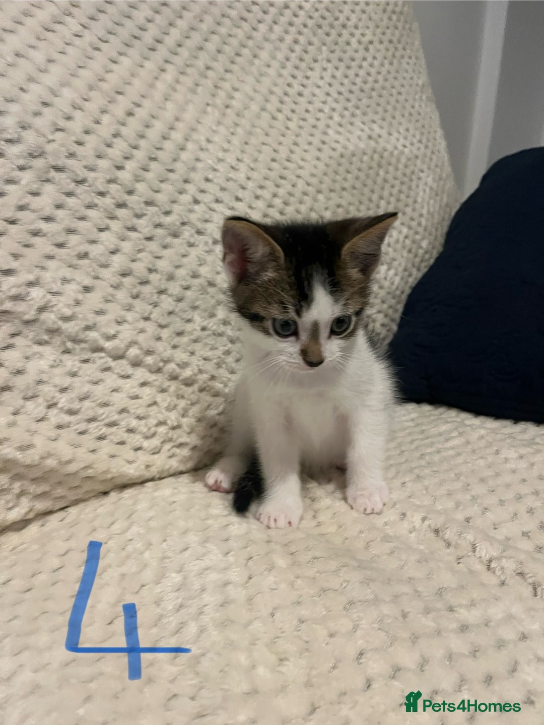 Mixed Breed cats for sale: 5 Beautiful kittens looking for homes - Image 7
