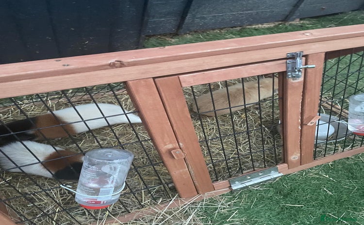 Guinea Pig rodents - Advert 11