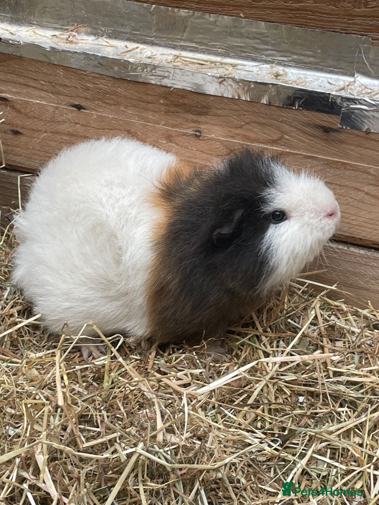 Guinea Pig rodents Swiss male  - Advert 1