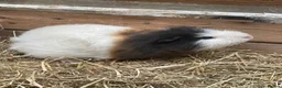 Guinea Pig rodents for sale: Swiss male  - Advert 1