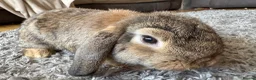 Mini Lop rabbits for sale: Female Mini lop in Liversedge - Advert 2