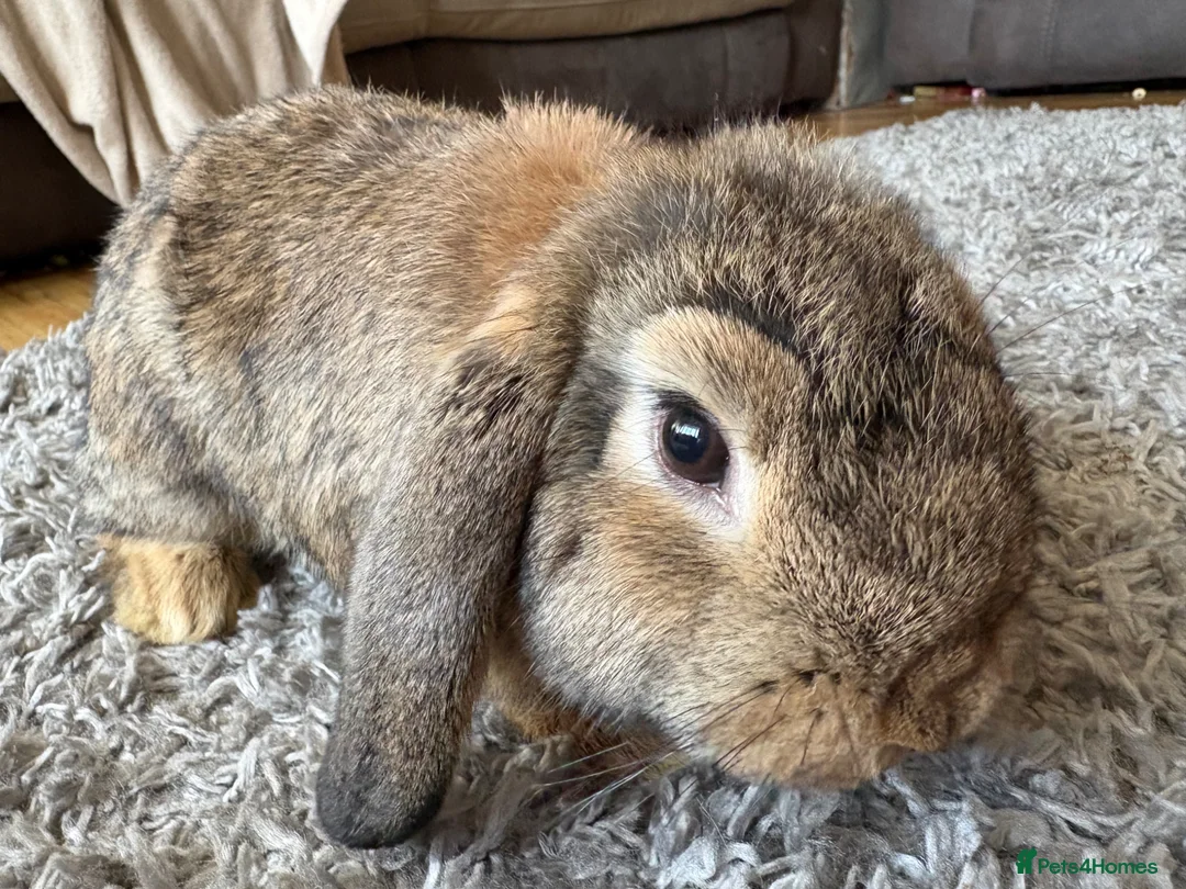 Mini Lop rabbits for sale: Female Mini lop in Liversedge - Advert 2