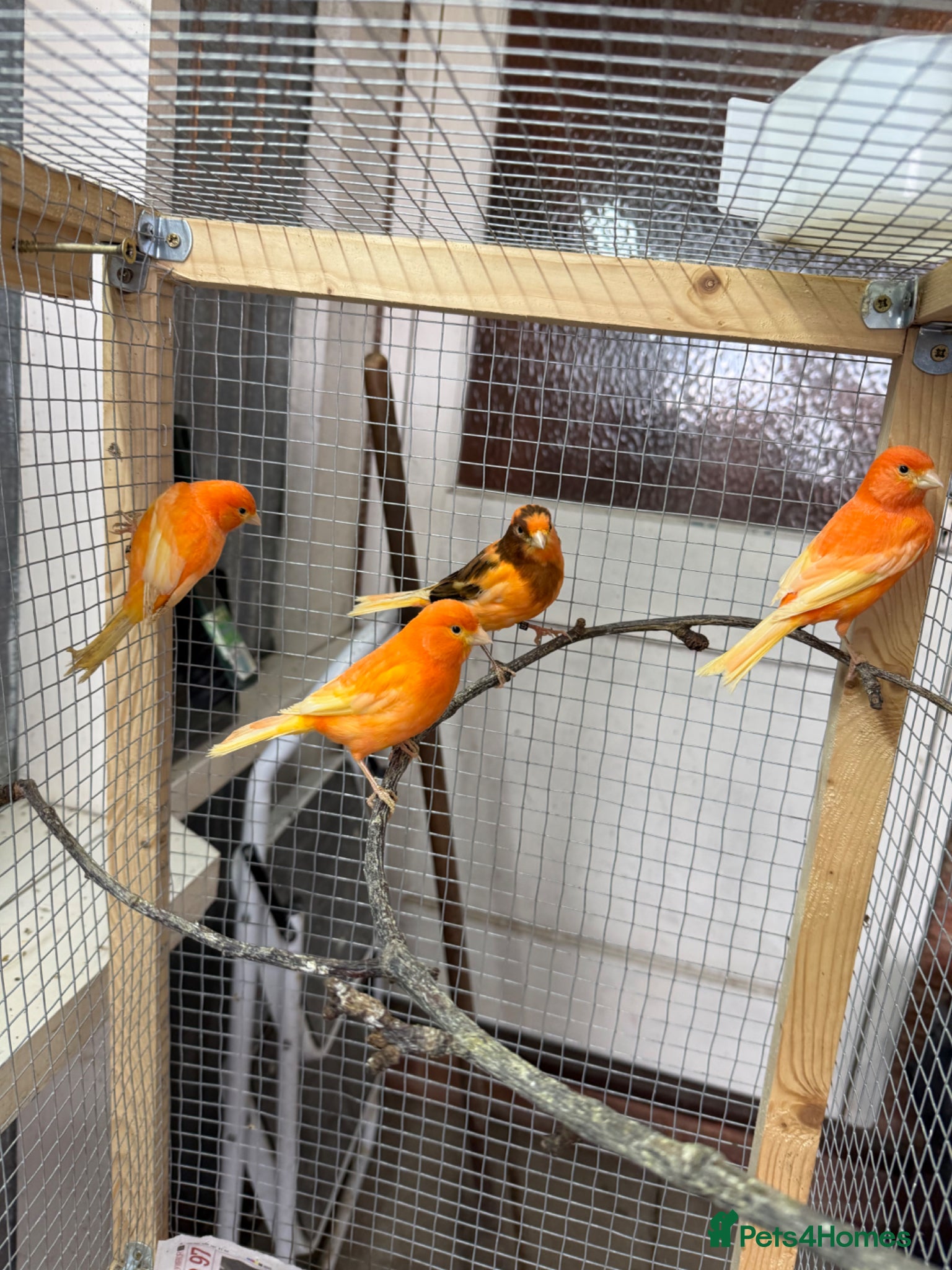 Canaries birds Stunning Red Canaries – 2025 Closed Ring Birds - Advert 2