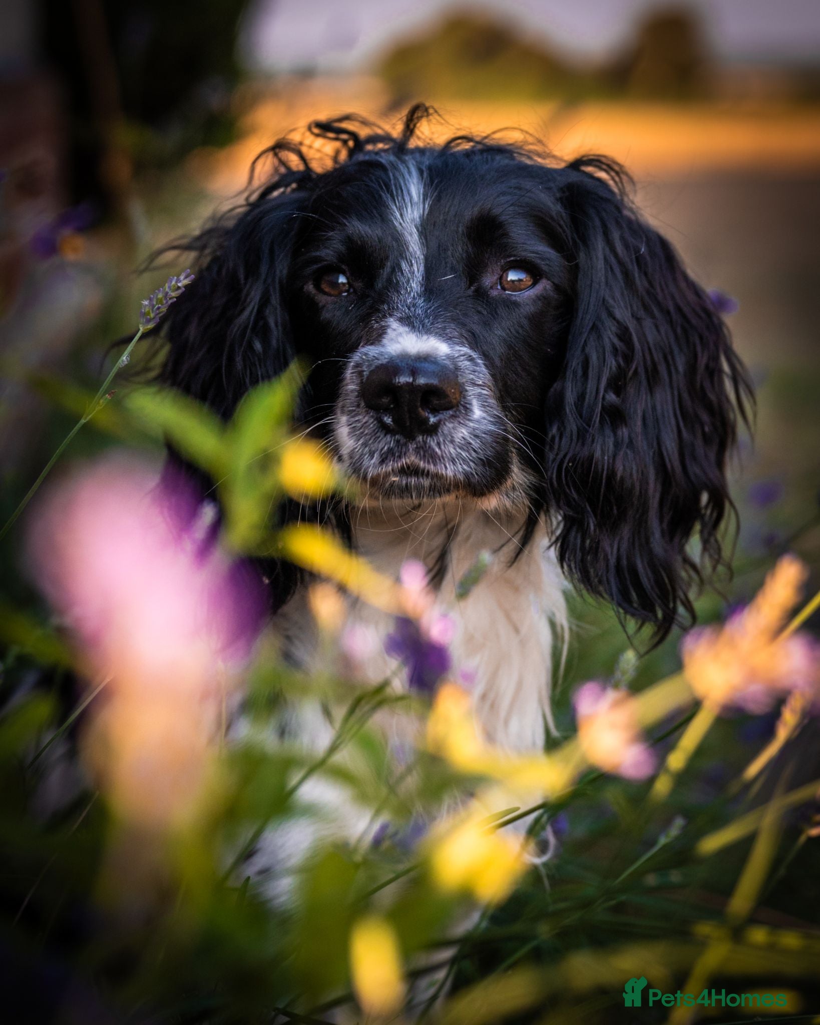 English Springer Spaniel dogs Exciting English Springer Spaniel for Stud - Advert 1