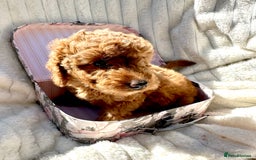 Cockapoo dogs for sale: Mini Cockapoo Puppies Kent - Image 28