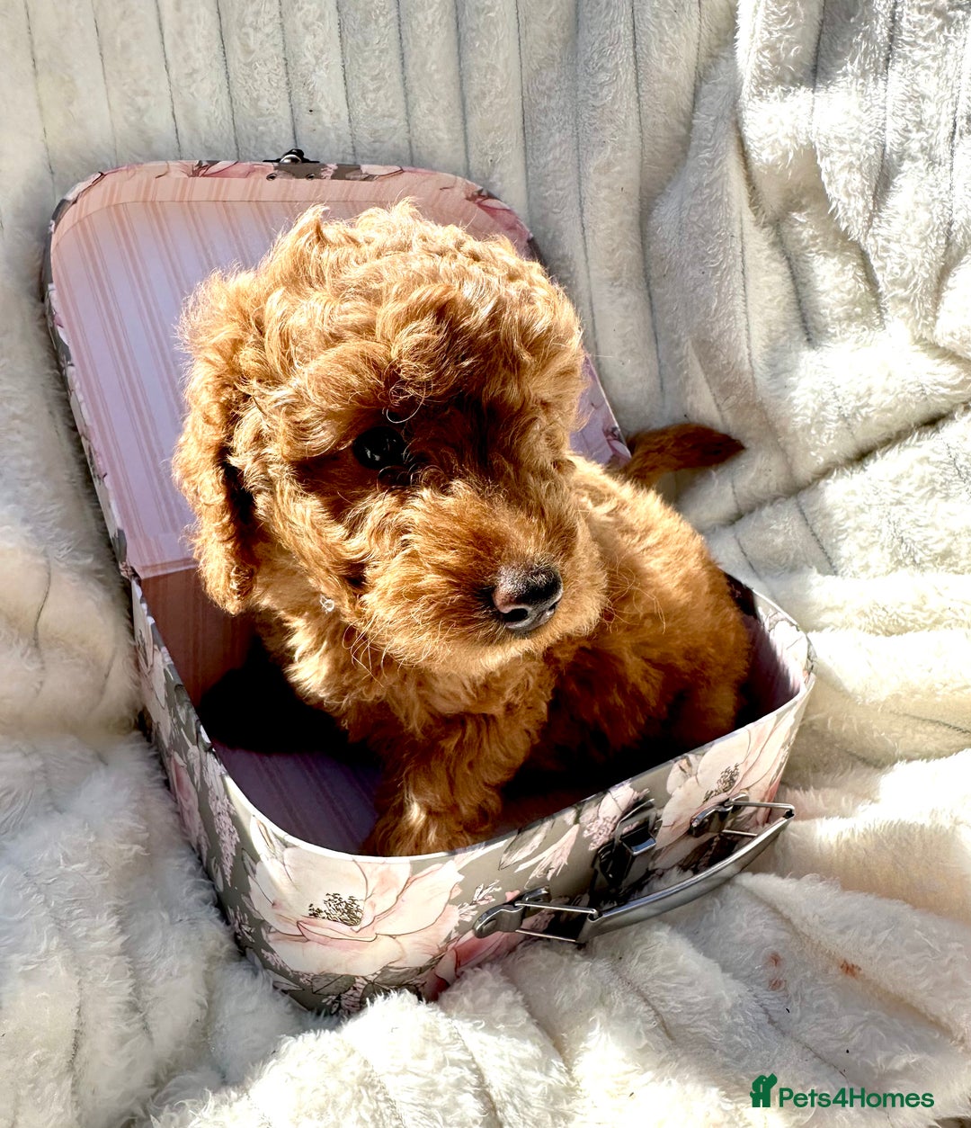 Cockapoo dogs for sale: Mini Cockapoo Puppies Kent - Image 28