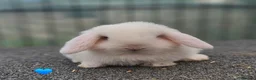 Mini Lop rabbits for sale: Vaccinated Mini Lops  - Advert 4