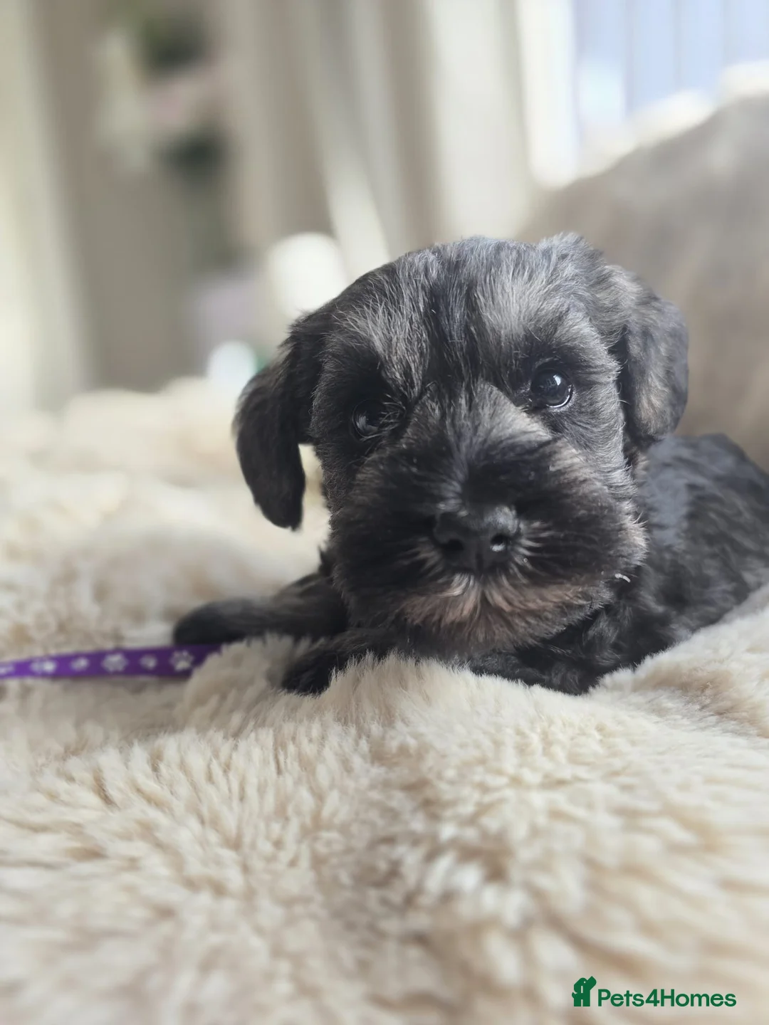 Miniature Schnauzer dogs for sale: RKC reg 2 boys 1 girl available end of FEB - Advert 8