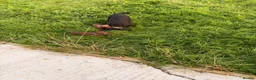 Mixed Breed dogs for sale: Cockspaniel x patterdale puppy’s 🏡🏡🏡🏡 - Advert 12