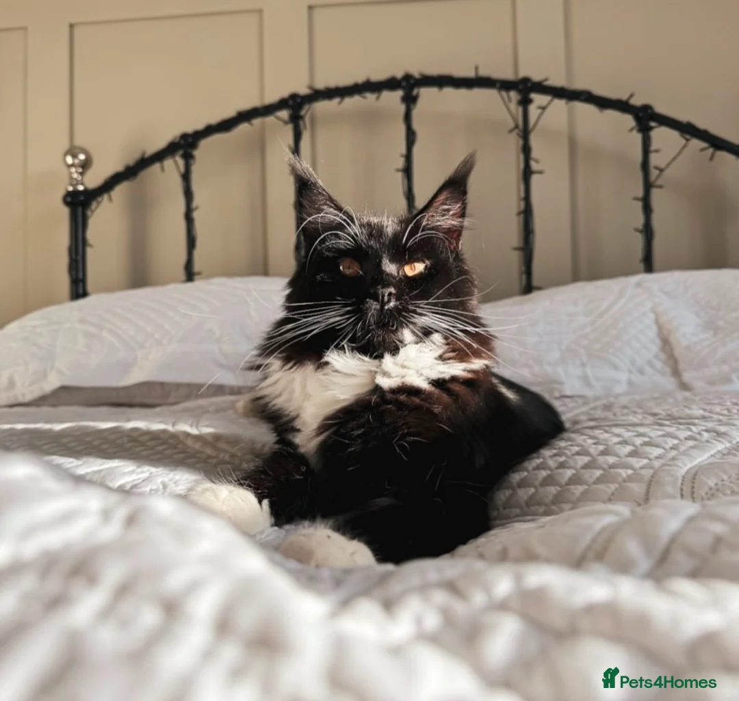 Maine Coon cats for sale: 2 year old 3/4 Maine coon - Advert 6