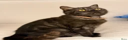British Shorthair cats for sale: British short hair  in Worthing - Advert 1