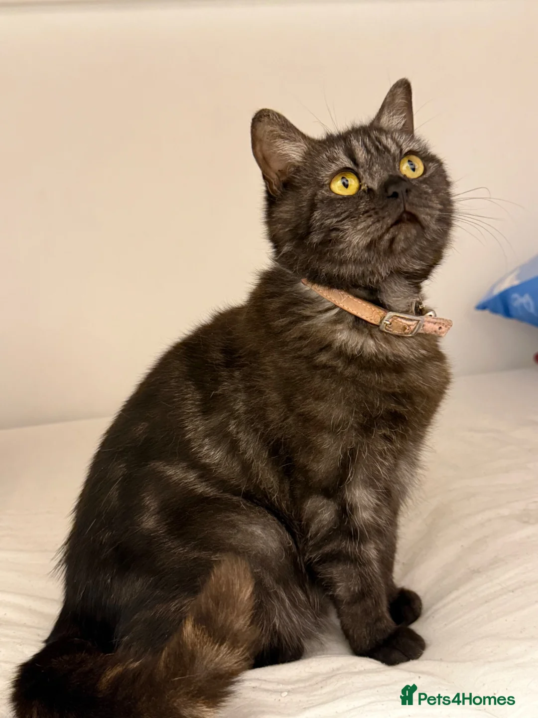 British Shorthair cats for sale: British short hair  in Worthing - Advert 1