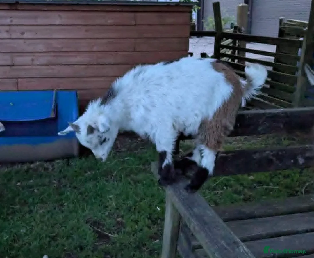 Goats livestock for sale: Lovely tri-coloured Pygmy Billy Kid, Henry in Honiton - Advert 3