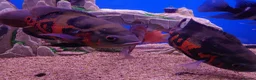 Other/Mixed Breed fish for sale: Manchester Pet's and Aquatics - Full Stock List - Advert 5