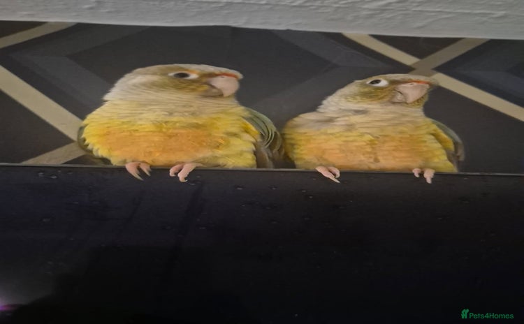 Conures birds - Advert 2