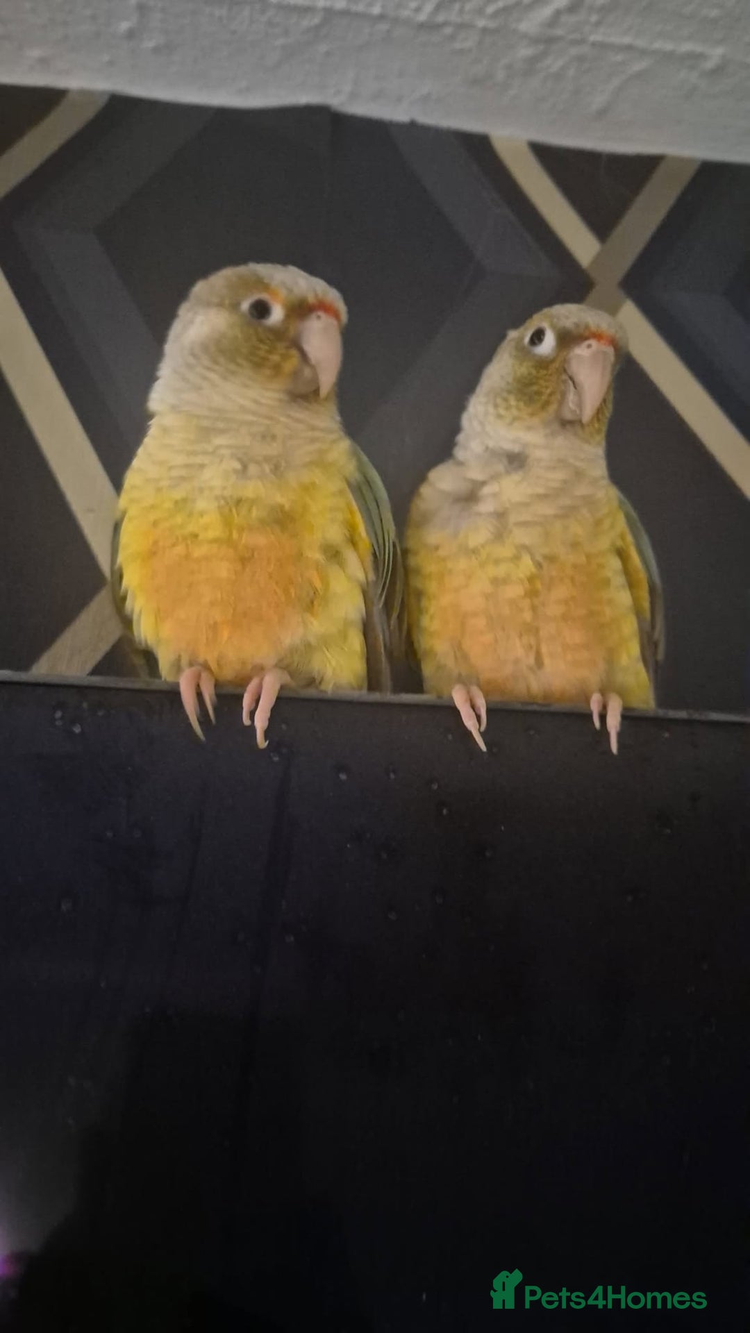 Conures birds for sale: 2 female pineapple conures - Image 1