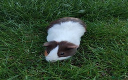 Guinea Pig rodents for sale: 2 female Guinea pigs - Image 3