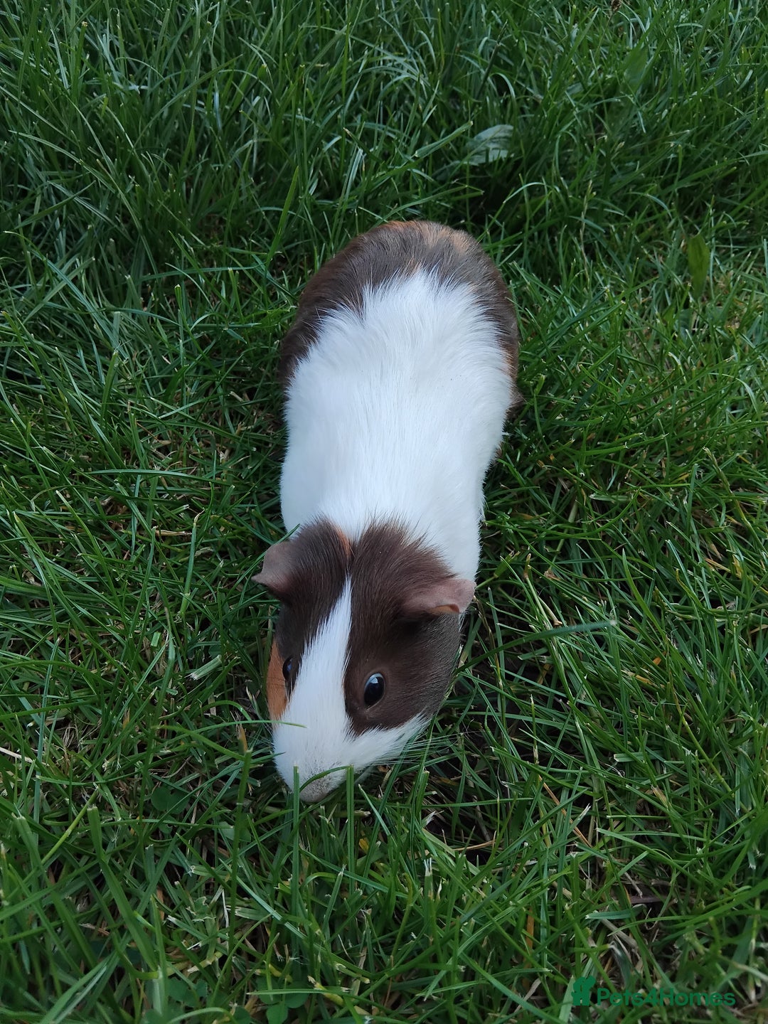 Guinea Pig rodents for sale: 2 female Guinea pigs - Image 3