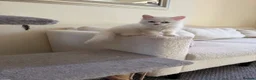 Turkish Angora cats for sale: Long hair kittens  - Advert 15