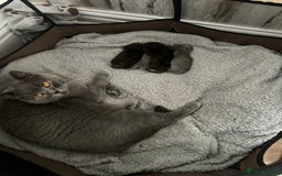 British Shorthair cats for sale: Pure British Shorthair kittens available  - Image 14