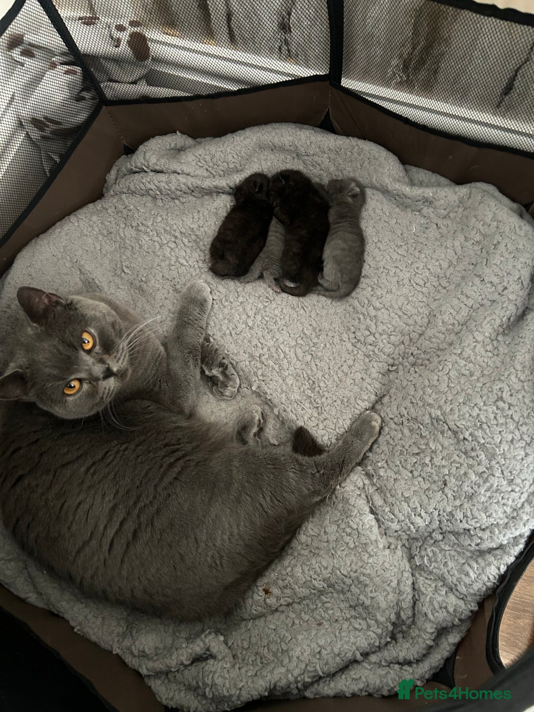 British Shorthair cats for sale: Pure British Shorthair kittens available  - Image 14
