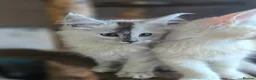 Maine Coon cats for sale: Stunning registered Maine Coon kittens - Advert 9