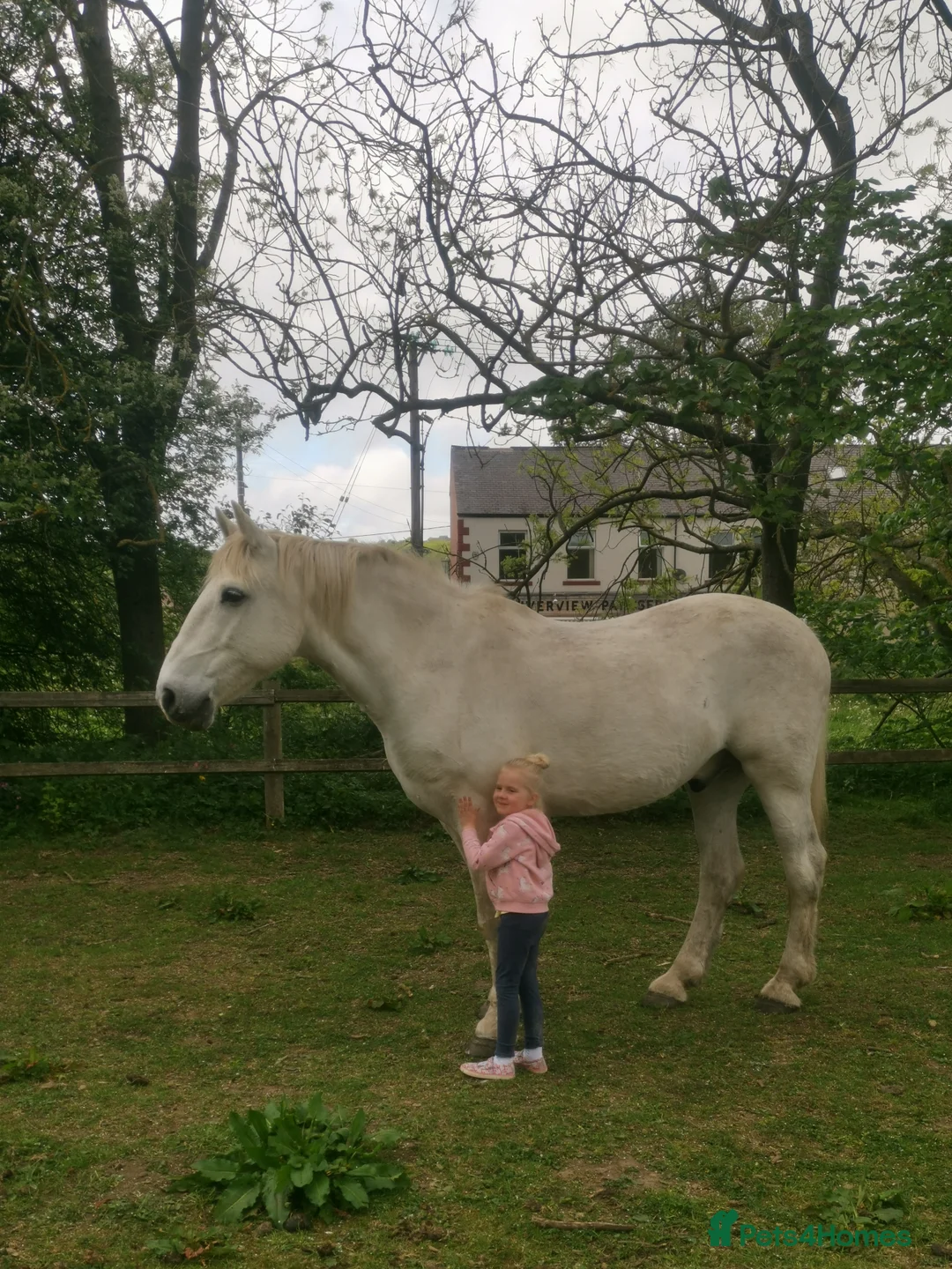 Irish Draught horses for sale: Companion/ happy hacker - Advert 6
