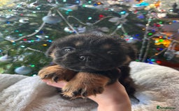 Old Tyme Bulldog dogs for sale: English bulldogs puppies  - Image 5