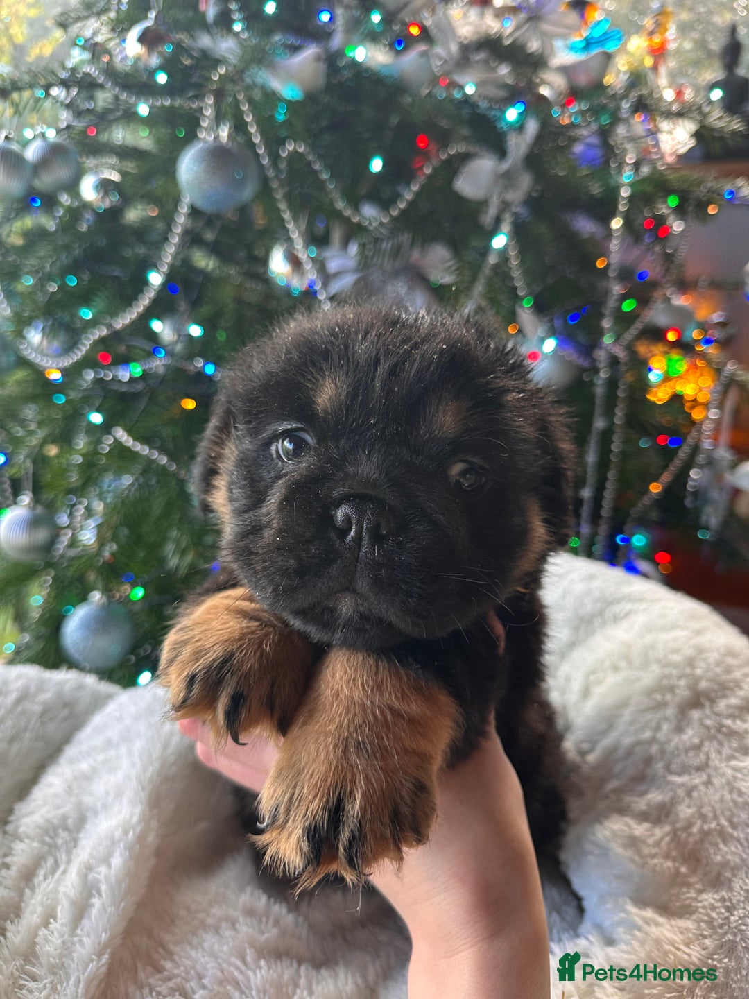 Old Tyme Bulldog dogs for sale: English bulldogs puppies  - Image 5