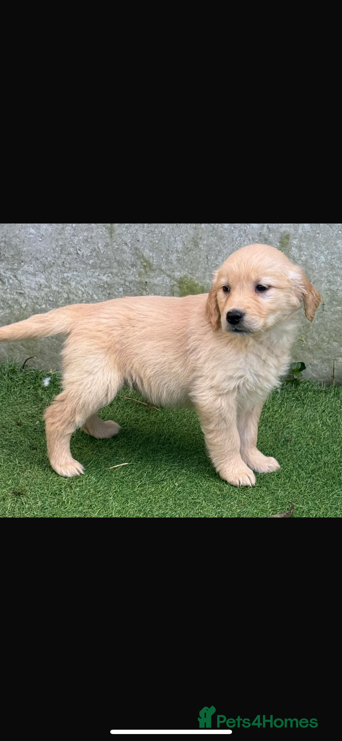 Golden Retriever dogs Chunky golden retriever pups - Advert 2
