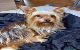 Yorkshire Terrier dogs for sale: Yorkshire terriers - Image 8