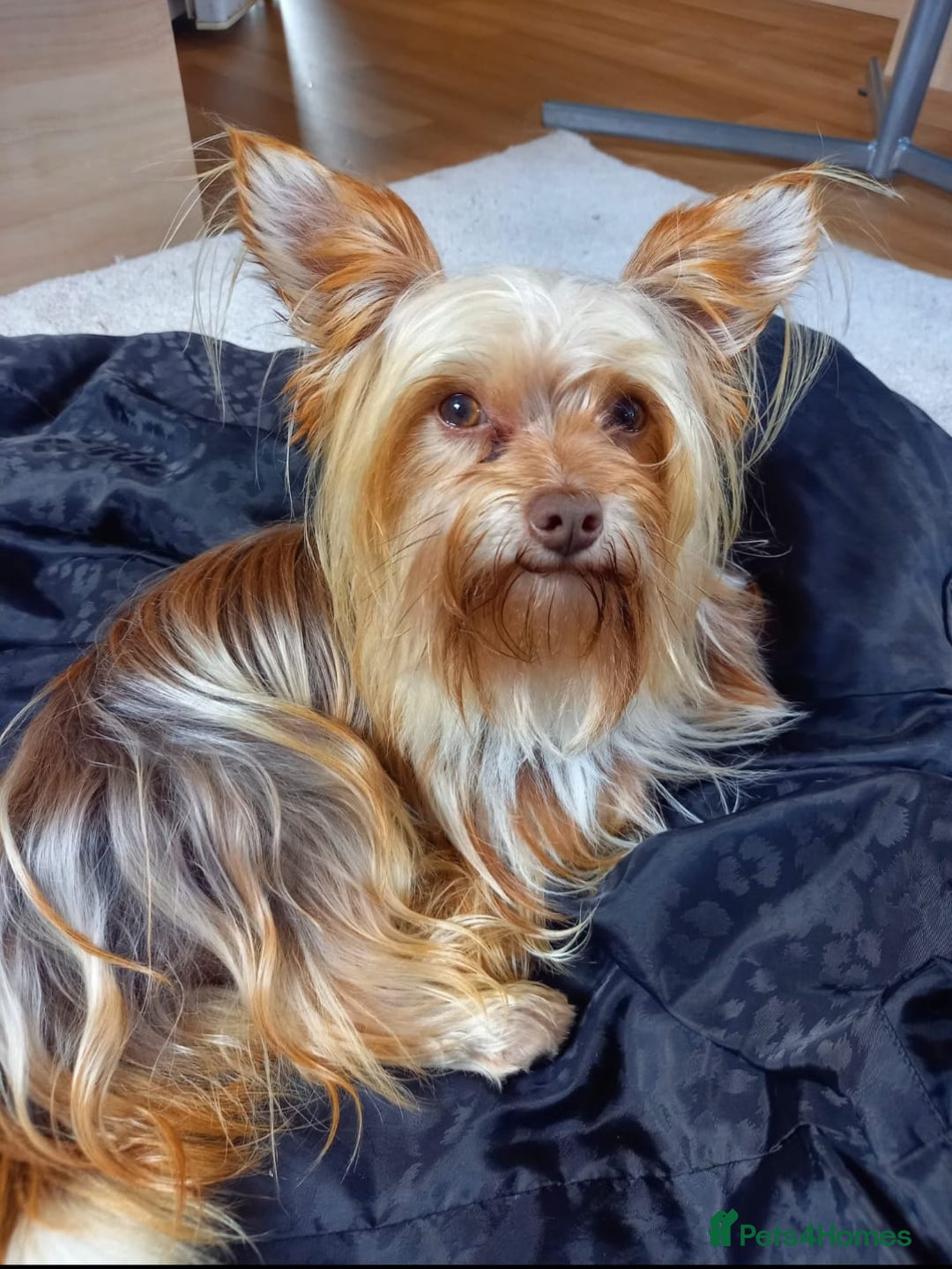 Yorkshire Terrier dogs for sale: Yorkshire terriers - Image 8