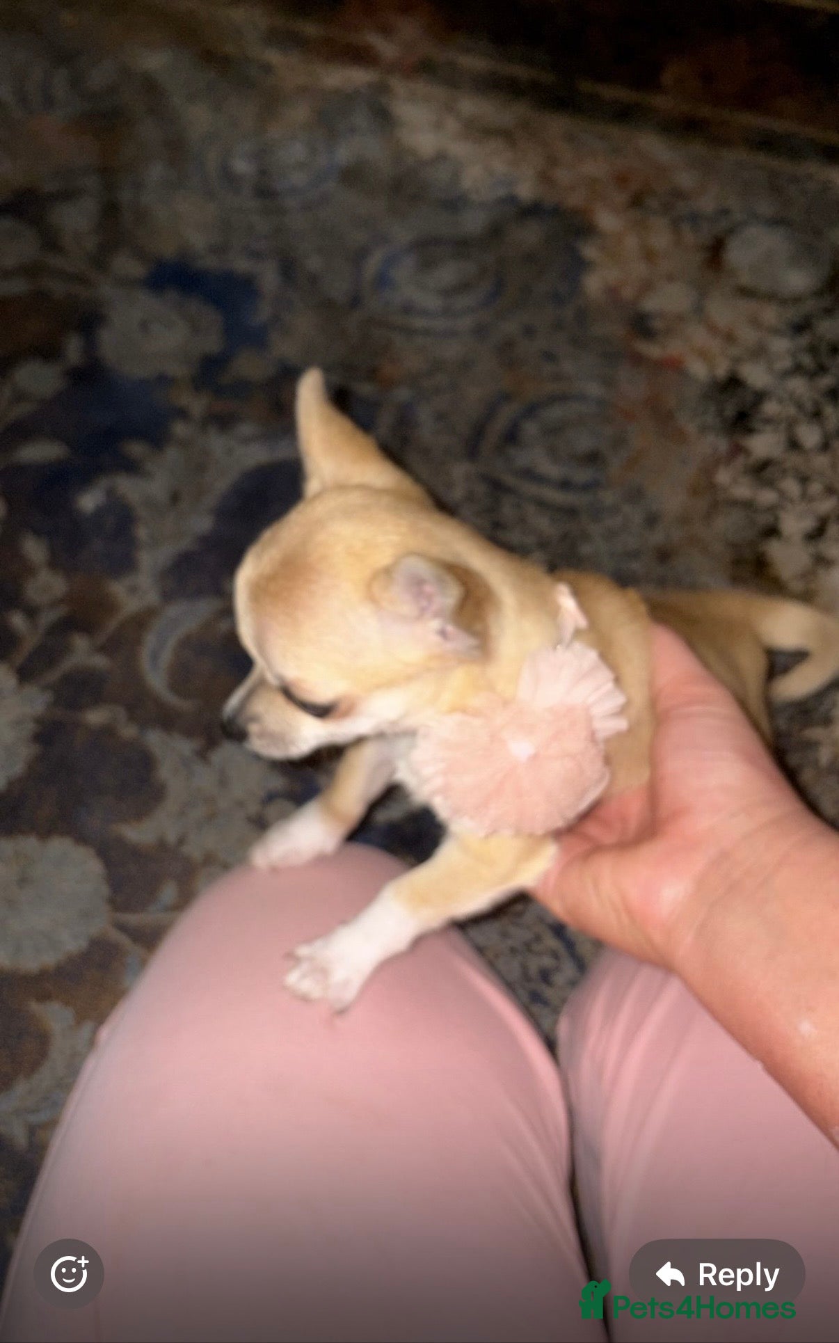 Chihuahua dogs Smooth coat Chihuahua  - Advert 5