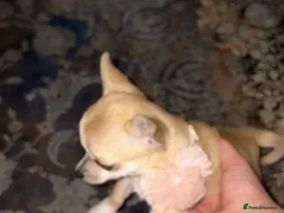 Chihuahua dogs Smooth coat Chihuahua - Advert 1