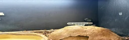 Python Snake reptiles for sale: Male Champagne Enchi Royal/Ball Python - Advert 3