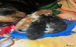 Mixed Breed cats for sale: 1 boy 2 girl kittens - Image 6