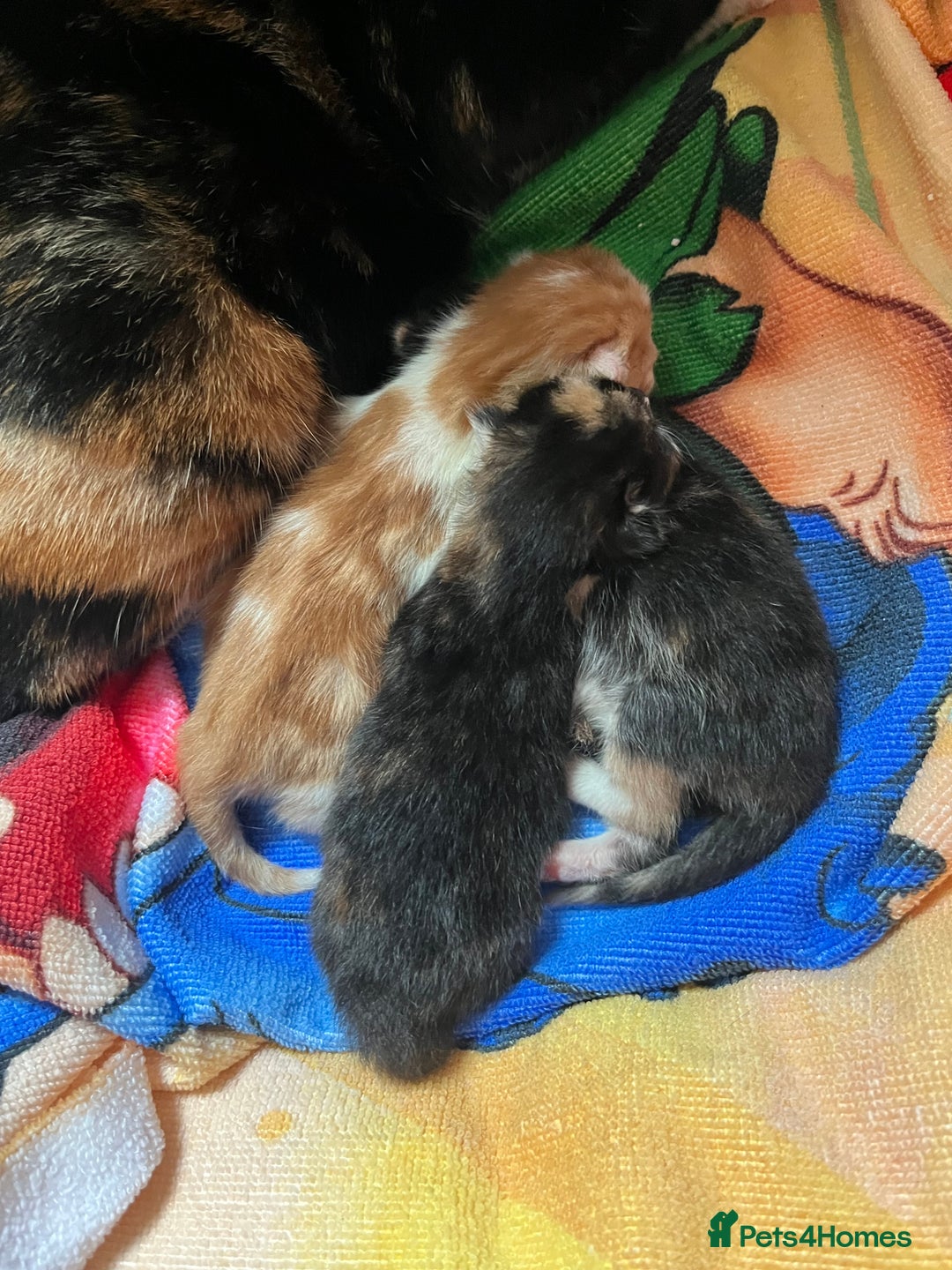 Mixed Breed cats for sale: 1 boy 2 girl kittens - Image 6