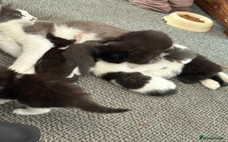 Domestic Shorthair cats for sale: Gray kitten - Image 3